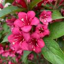 Krzewuszka cudowna Weigela 